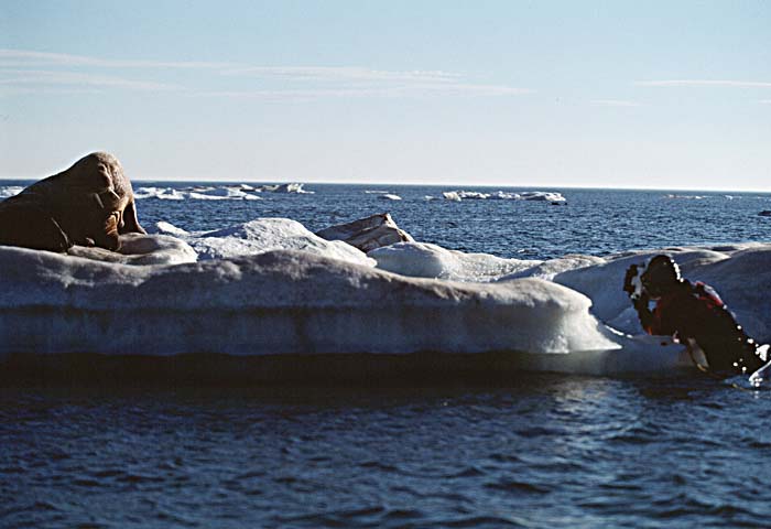 Atlantic Walrus (Odobenus rosmarus rosmarus)