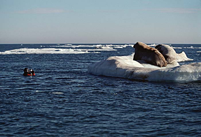 Atlantic Walrus (Odobenus rosmarus rosmarus)