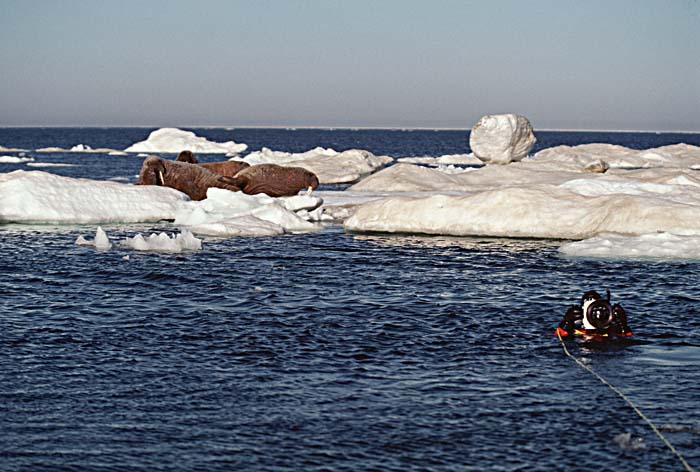 Atlantic Walrus (Odobenus rosmarus rosmarus)