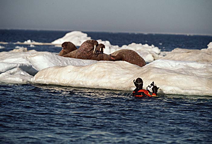 Atlantic Walrus (Odobenus rosmarus rosmarus)