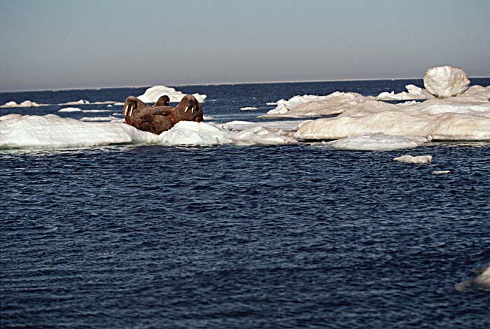 Atlantic Walrus (Odobenus rosmarus rosmarus)