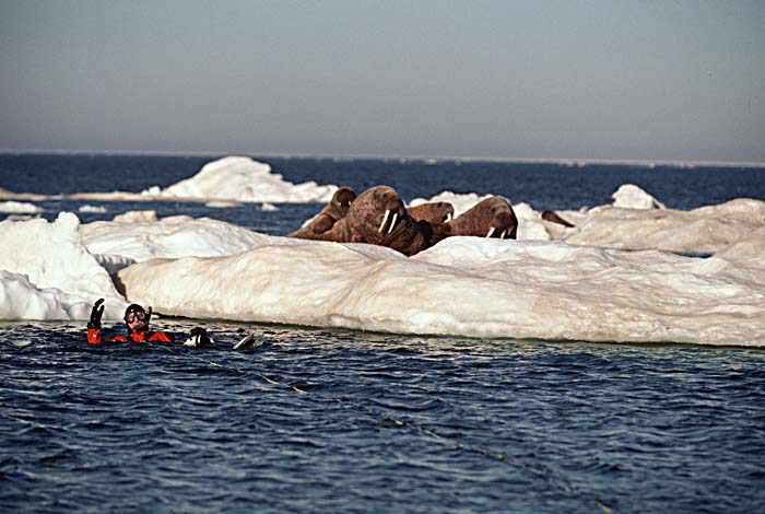 Atlantic Walrus (Odobenus rosmarus rosmarus)