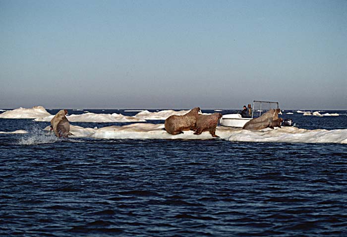 Atlantic Walrus (Odobenus rosmarus rosmarus)