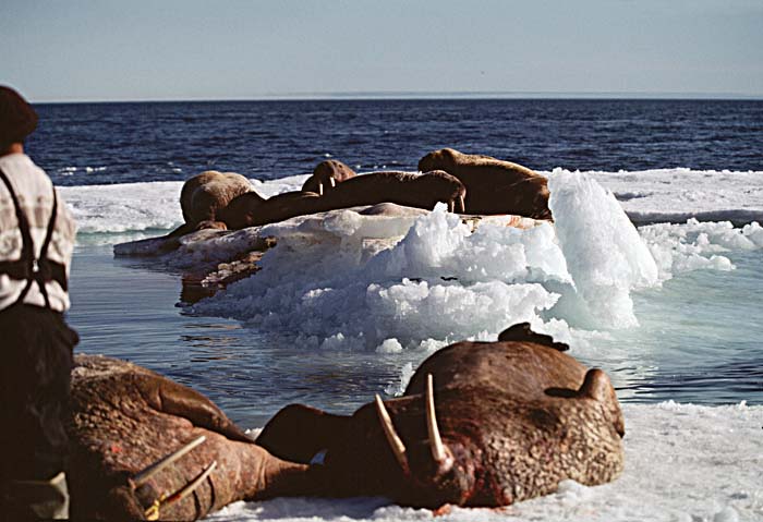 Atlantic Walrus (Odobenus rosmarus rosmarus)