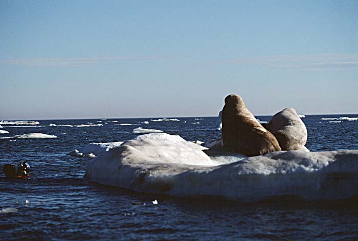 Atlantic Walrus (Odobenus rosmarus rosmarus)