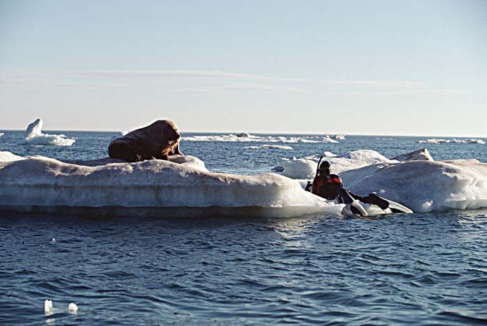 Atlantic Walrus (Odobenus rosmarus rosmarus)