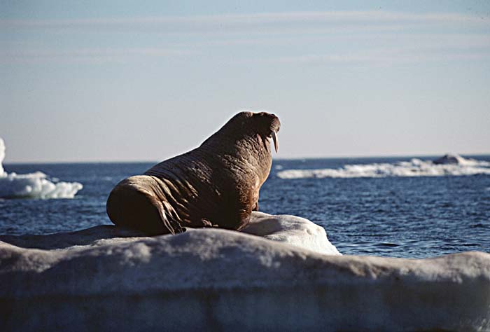 Atlantic Walrus (Odobenus rosmarus rosmarus)