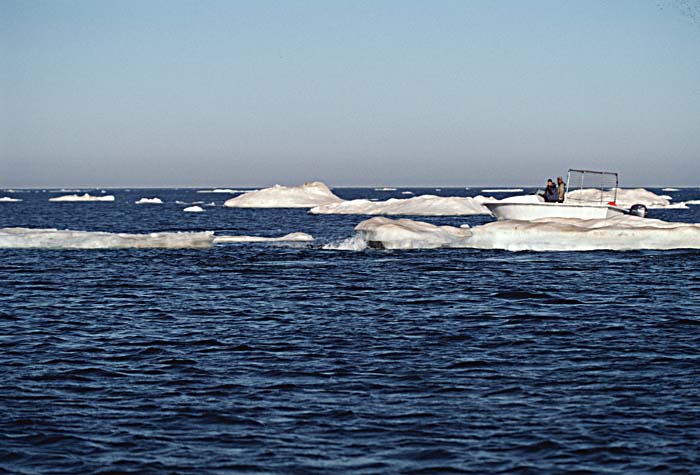 Atlantic Walrus (Odobenus rosmarus rosmarus)