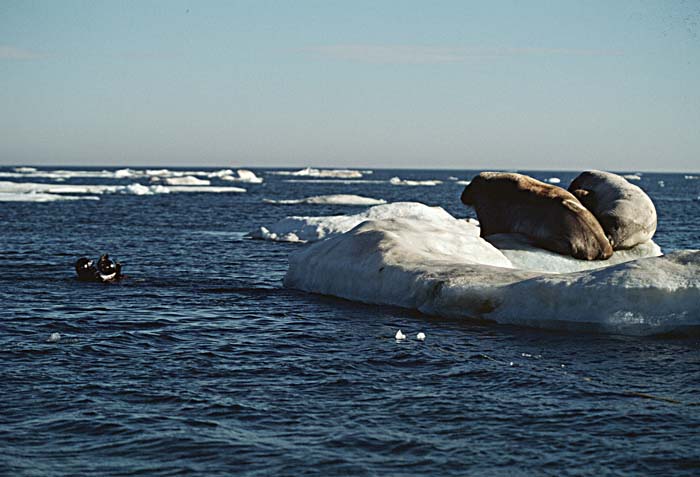 Atlantic Walrus (Odobenus rosmarus rosmarus)