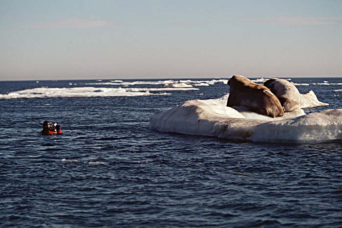 Atlantic Walrus (Odobenus rosmarus rosmarus)