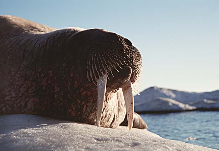 Atlantic Walrus (Odobenus rosmarus rosmarus)