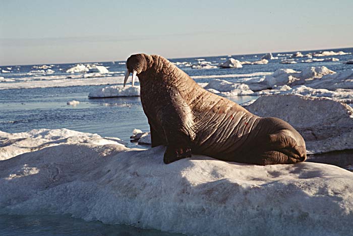 Atlantic Walrus (Odobenus rosmarus rosmarus)