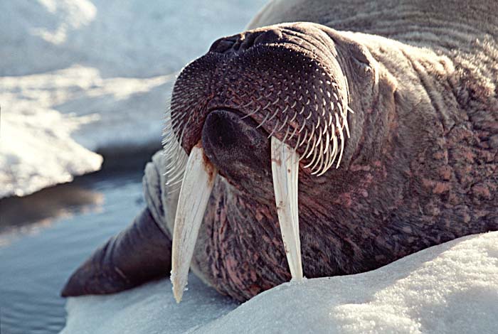 Atlantic Walrus (Odobenus rosmarus rosmarus)