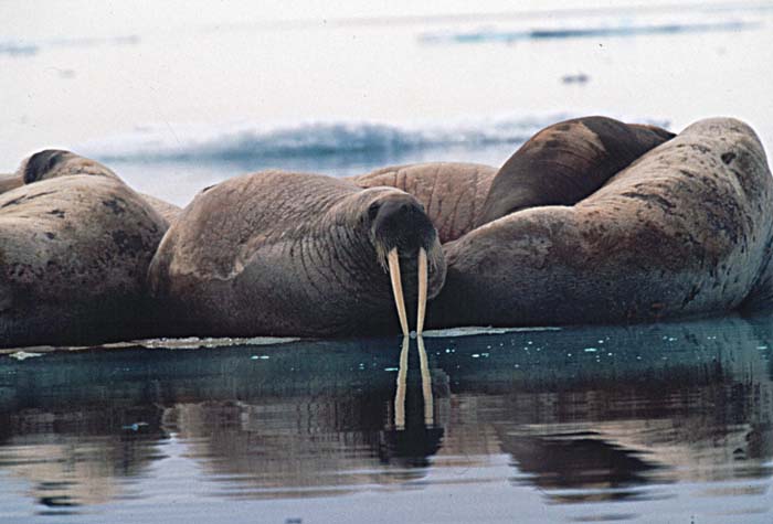 Atlantic Walrus (Odobenus rosmarus rosmarus)