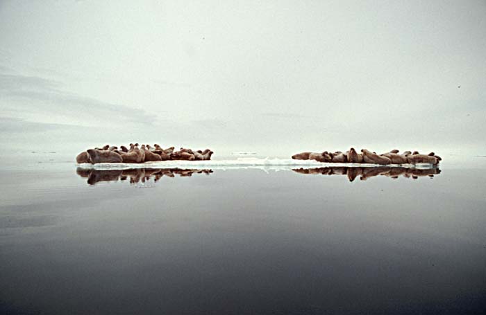 Atlantic Walrus (Odobenus rosmarus rosmarus)