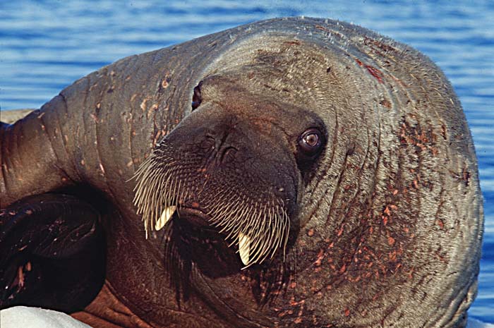 Atlantic Walrus (Odobenus rosmarus rosmarus)