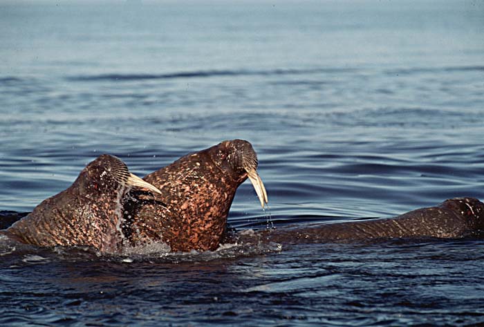 Atlantic Walrus (Odobenus rosmarus rosmarus)