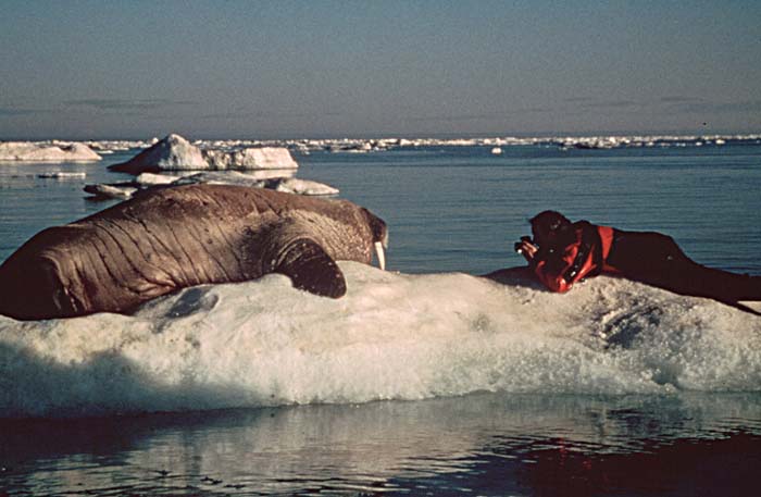 Atlantic Walrus (Odobenus rosmarus rosmarus)