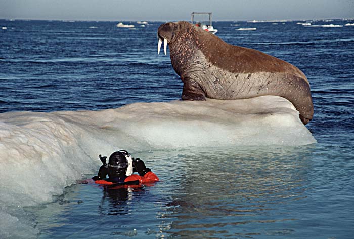 Atlantic Walrus (Odobenus rosmarus rosmarus)