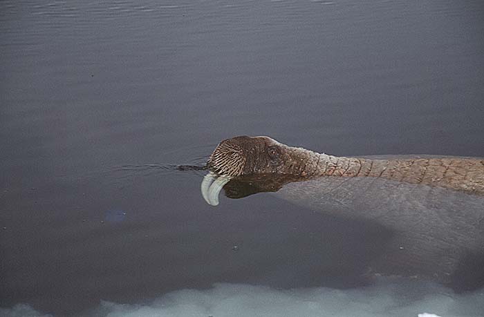 Atlantic Walrus (Odobenus rosmarus rosmarus)