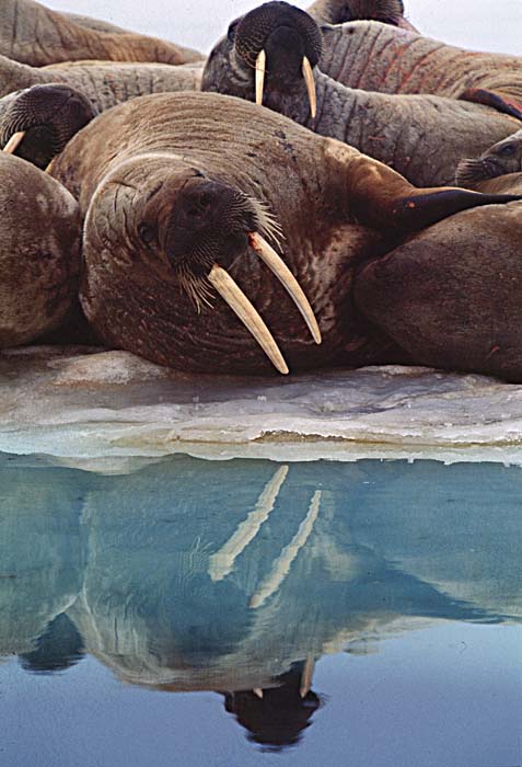 Atlantic Walrus (Odobenus rosmarus rosmarus)