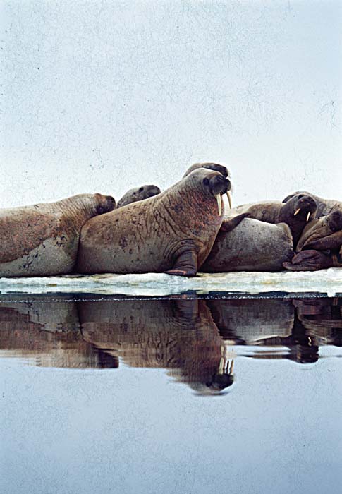 Atlantic Walrus (Odobenus rosmarus rosmarus)