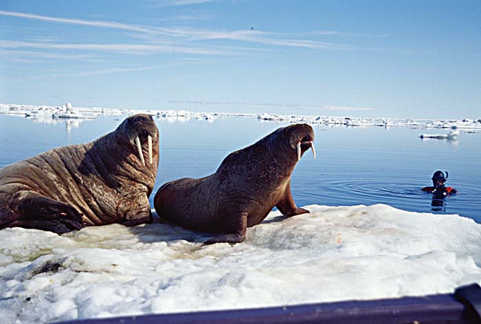 Atlantic Walrus (Odobenus rosmarus rosmarus)