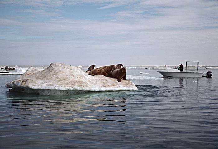 Atlantic Walrus (Odobenus rosmarus rosmarus)