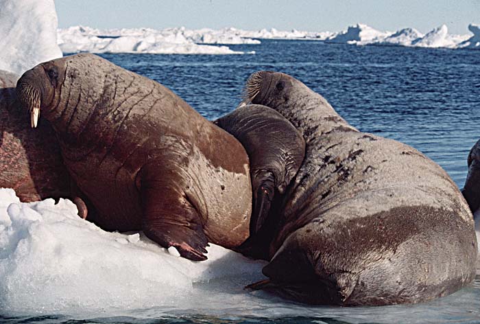 Atlantic Walrus (Odobenus rosmarus rosmarus)