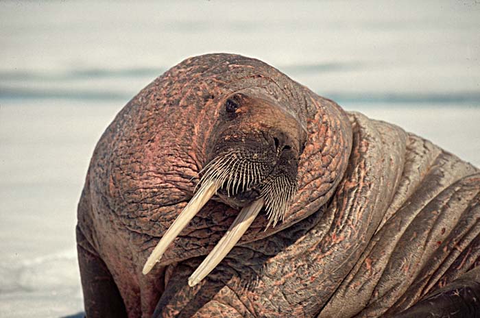 Atlantic Walrus (Odobenus rosmarus rosmarus)