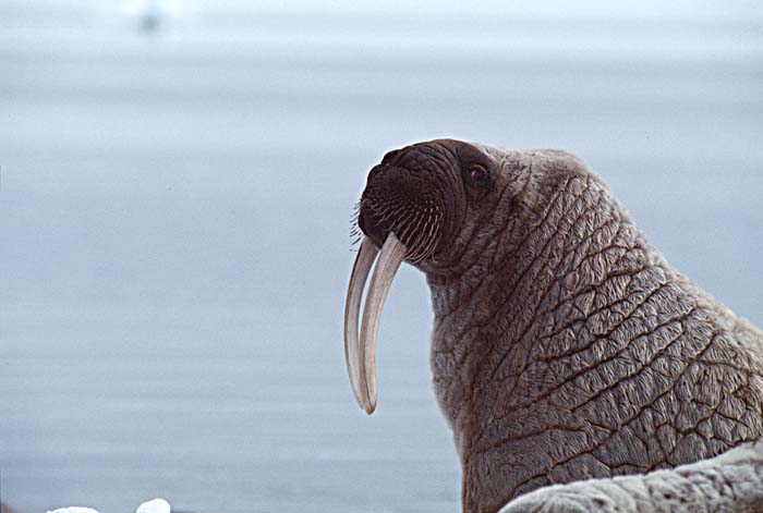 Atlantic Walrus (Odobenus rosmarus rosmarus)