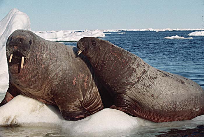 Atlantic Walrus (Odobenus rosmarus rosmarus)