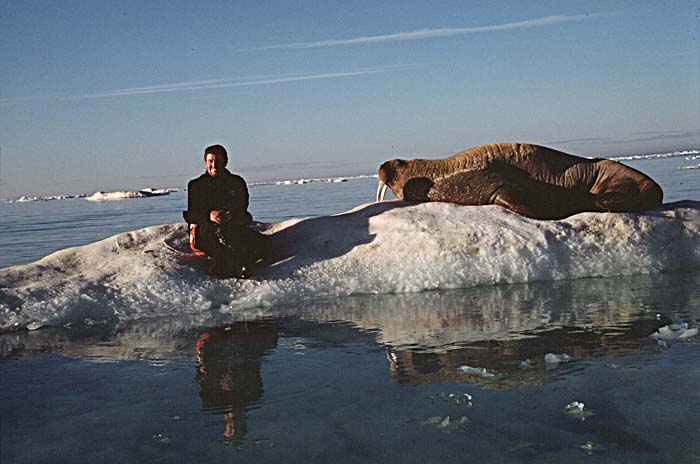 Atlantic Walrus (Odobenus rosmarus rosmarus)