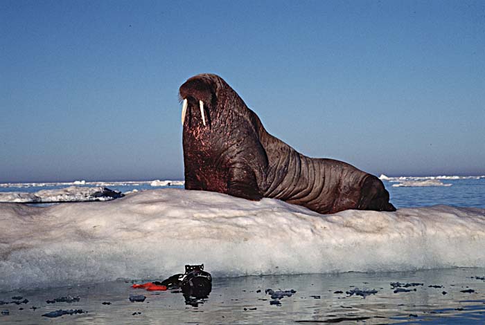 Atlantic Walrus (Odobenus rosmarus rosmarus)