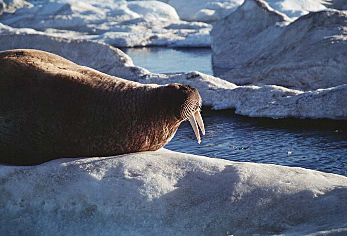 Atlantic Walrus (Odobenus rosmarus rosmarus)