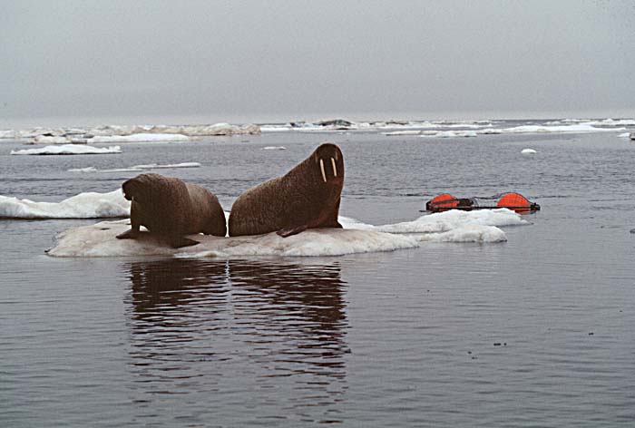 Atlantic Walrus (Odobenus rosmarus rosmarus)