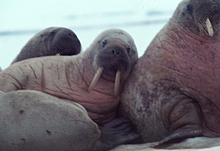 Atlantic Walrus (Odobenus rosmarus rosmarus)