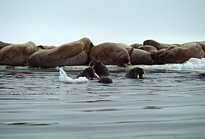 Atlantic Walrus (Odobenus rosmarus rosmarus)