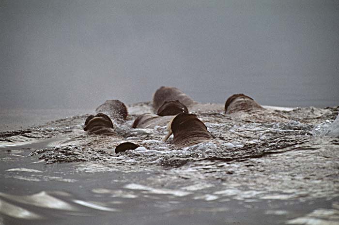 Atlantic Walrus (Odobenus rosmarus rosmarus)