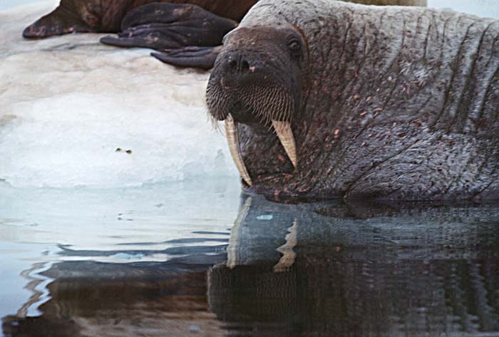 Atlantic Walrus (Odobenus rosmarus rosmarus)