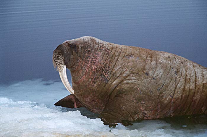 Atlantic Walrus (Odobenus rosmarus rosmarus)