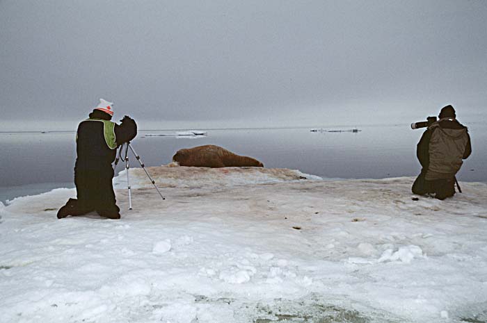 Atlantic Walrus (Odobenus rosmarus rosmarus)