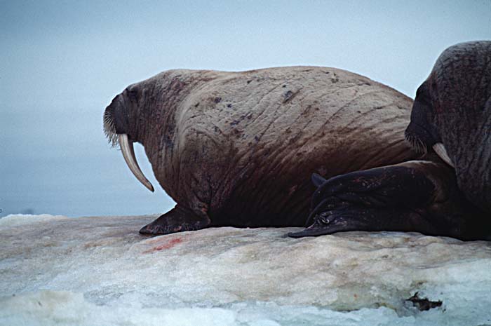 Atlantic Walrus (Odobenus rosmarus rosmarus)