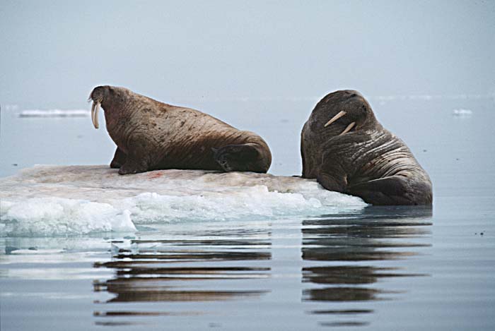 Atlantic Walrus (Odobenus rosmarus rosmarus)