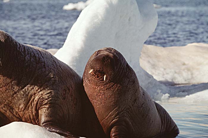 Atlantic Walrus (Odobenus rosmarus rosmarus)