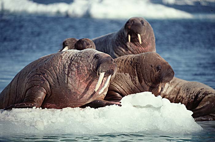 Atlantic Walrus (Odobenus rosmarus rosmarus)