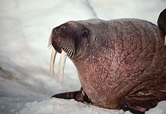 Atlantic Walrus (Odobenus rosmarus rosmarus)