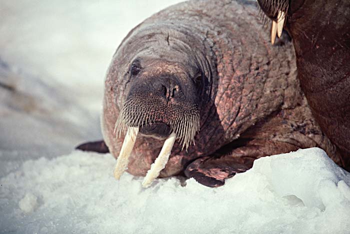 Atlantic Walrus (Odobenus rosmarus rosmarus)