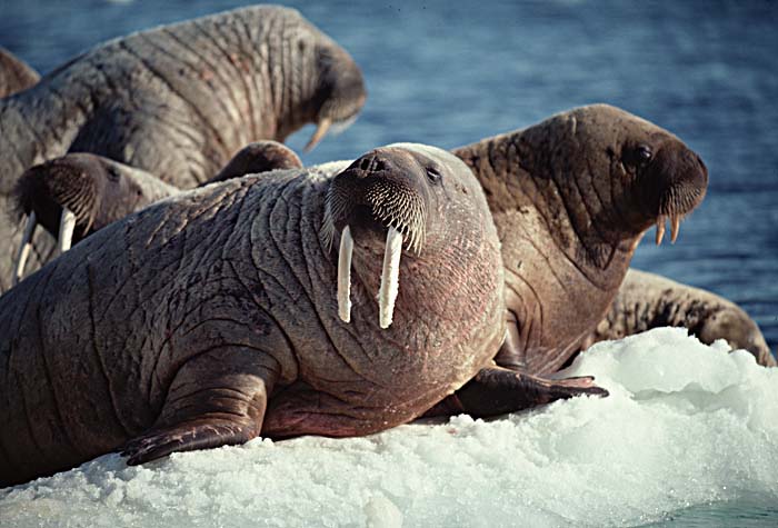 Atlantic Walrus (Odobenus rosmarus rosmarus)