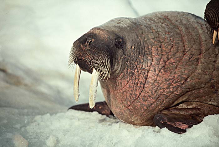 Atlantic Walrus (Odobenus rosmarus rosmarus)